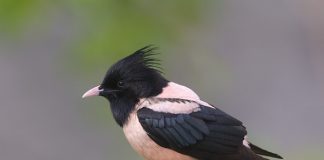 LLOJ I RI I SHTOHET LISTËS SË SHPENDËVE TË ZONËS SË MBROJTUR VJOSË-NARTË