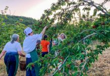 FOTOT/ Plantacionet e qershive të Drobonikut, perla e Beratit
