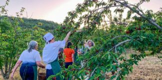 FOTOT/ Plantacionet e qershive të Drobonikut, perla e Beratit