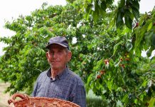 75 vjeçari nga Dibra që ka 300 rrënjë qershi: Punoj 12 orë! Mesazhi im për ju: punë, punë, punë