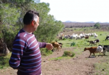 Vlonjati që ka 280 dele e dhi: Kam punësuar vetën dhe familjen, më siguron të ardhura