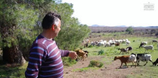 Vlonjati që ka 280 dele e dhi: Kam punësuar vetën dhe familjen, më siguron të ardhura