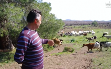 Vlonjati që ka 280 dele e dhi: Kam punësuar vetën dhe familjen, më siguron të ardhura