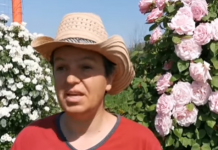 Çifti vjen nga Italia në Krutje, mbjellin 450 lloje trëndafilash