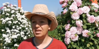 Çifti vjen nga Italia në Krutje, mbjellin 450 lloje trëndafilash