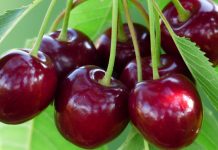 Nis sezoni i qershive, disa arsye pse duhet t’i konsumoni me patjetër (PËRFITIMET)