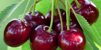 Nis sezoni i qershive, disa arsye pse duhet t’i konsumoni me patjetër (PËRFITIMET)