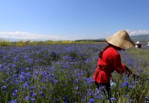 Dhuratë nga natyra, 24 bimët magjike që rriten në Shqipëri