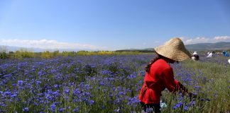 Dhuratë nga natyra, 24 bimët magjike që rriten në Shqipëri