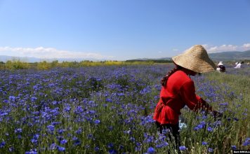 Dhuratë nga natyra, 24 bimët magjike që rriten në Shqipëri