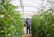 Modele pozitive/ I kthyer nga emigrimi, 30-vjeçari që ka mbjellur dy hektarë domate në Lushnje