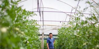 Modele pozitive/ I kthyer nga emigrimi, 30-vjeçari që ka mbjellur dy hektarë domate në Lushnje