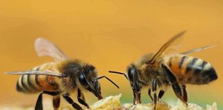 Këto janë llojet më të mira të mjaltit që gjenden në Shqipëri – Vlerat shëndetësore