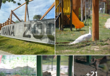 FOTOT/ Hapet Kopshti Zoologjik i Tiranës, shihni se si duket