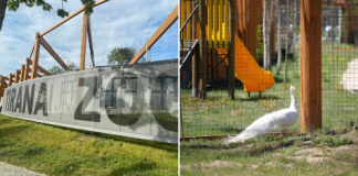 FOTOT/ Hapet Kopshti Zoologjik i Tiranës, shihni se si duket