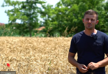 FOTO/ 29 vjeçari nga Durrësi mbjell 137 hektarë tokë me grurë dhe misër – Njihuni me Erlinin