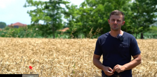 FOTO/ 29 vjeçari nga Durrësi mbjell 137 hektarë tokë me grurë dhe misër – Njihuni me Erlinin