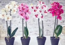 Konsiderohet si lulja e perfeksionit, ja si të kujdeseni për një orkide