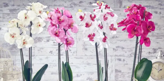 Konsiderohet si lulja e perfeksionit, ja si të kujdeseni për një orkide
