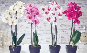 Konsiderohet si lulja e perfeksionit, ja si të kujdeseni për një orkide