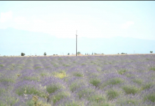 I riu nga Malësia e Madhe mbjell 250 hektarë me livando dhe sherebelë: E tregtoj në SHBA nën markën “Made In Albania”