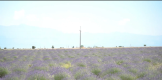 I riu nga Malësia e Madhe mbjell 250 hektarë me livando dhe sherebelë: E tregtoj në SHBA nën markën “Made In Albania”