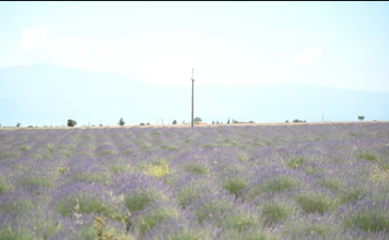 I riu nga Malësia e Madhe mbjell 250 hektarë me livando dhe sherebelë: E tregtoj në SHBA nën markën “Made In Albania”