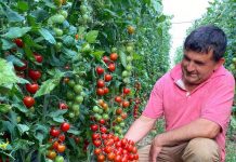 Rriten pagat në bujqësi, publikohen të dhënat