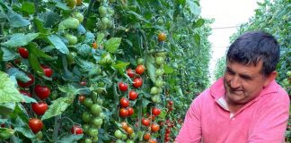 “Made in Albania”, 264 milionë euro eksporte bujqësore drejt botës në 7 muaj