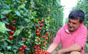 Shqipëria eksporton në 85 shtete të ndryshme të botës, si u rrit prodhimi bujqësor organik