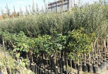 644 rrënjë fidanë frutorë për 11 familje në Thumanë