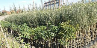 644 rrënjë fidanë frutorë për 11 familje në Thumanë