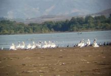 “Parajsa e shpendëve”/ Divjaka, destinacioni unik që po tërheq mijëra vizitorë