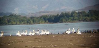 “Parajsa e shpendëve”/ Divjaka, destinacioni unik që po tërheq mijëra vizitorë