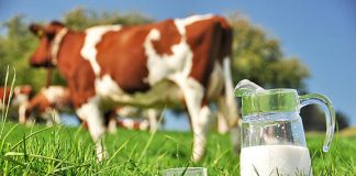 A e dini sa qumësht prodhoi Shqipëria vitin e kaluar?