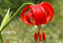 FOTOT/ Zambaku i rrallë që gjendet në Shqipërinë e Jugut