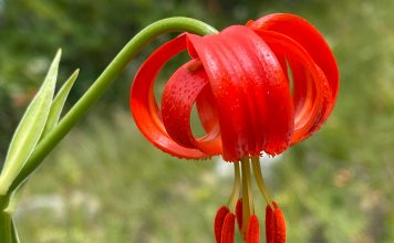 FOTOT/ Zambaku i rrallë që gjendet në Shqipërinë e Jugut
