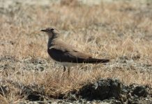 𝐙𝐁𝐔𝐋𝐎𝐇𝐄𝐓 𝐊𝐎𝐋𝐎𝐍𝐈 𝐄 𝐑𝐄 𝐄 𝐃𝐀𝐋𝐋𝐄̈𝐍𝐃𝐘𝐒𝐇𝐄𝐒 𝐒𝐄̈ 𝐃𝐄𝐓𝐈𝐓 𝐍𝐄̈ 𝐒𝐇𝐐𝐈𝐏𝐄̈𝐑𝐈 (FOTOT)