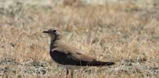 𝐙𝐁𝐔𝐋𝐎𝐇𝐄𝐓 𝐊𝐎𝐋𝐎𝐍𝐈 𝐄 𝐑𝐄 𝐄 𝐃𝐀𝐋𝐋𝐄̈𝐍𝐃𝐘𝐒𝐇𝐄𝐒 𝐒𝐄̈ 𝐃𝐄𝐓𝐈𝐓 𝐍𝐄̈ 𝐒𝐇𝐐𝐈𝐏𝐄̈𝐑𝐈 (FOTOT)