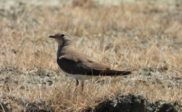 𝐙𝐁𝐔𝐋𝐎𝐇𝐄𝐓 𝐊𝐎𝐋𝐎𝐍𝐈 𝐄 𝐑𝐄 𝐄 𝐃𝐀𝐋𝐋𝐄̈𝐍𝐃𝐘𝐒𝐇𝐄𝐒 𝐒𝐄̈ 𝐃𝐄𝐓𝐈𝐓 𝐍𝐄̈ 𝐒𝐇𝐐𝐈𝐏𝐄̈𝐑𝐈 (FOTOT)