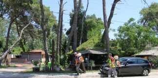 Vijon procesi i dizinsektimit në Divjakë, për mbrojtjen e shëndetit dhe krijimin e kushteve për turistët