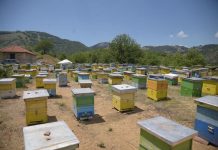 FOTOT/ Fshati që i jep Shqipërisë 15.600 kg mjaltë gështenje çdo vit