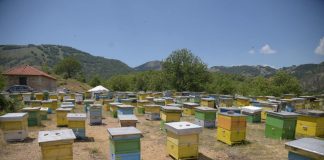 FOTOT/ Fshati që i jep Shqipërisë 15.600 kg mjaltë gështenje çdo vit