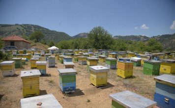 FOTOT/ Fshati që i jep Shqipërisë 15.600 kg mjaltë gështenje çdo vit