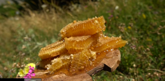 Njihuni me Rifanin, elbasanlliu që ka 600 familje bletësh: Kam 50 vite që merrem me këtë punë