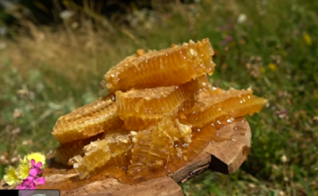 Njihuni me Rifanin, elbasanlliu që ka 600 familje bletësh: Kam 50 vite që merrem me këtë punë