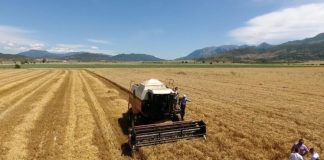 Fermerët që mbjellin grurë do subvencionohen nga shteti, ja sa lekë për hektarë