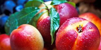 Njihuni me fshatin shqiptar, lidër në prodhimin e nektarinave dhe luleshtrydheve