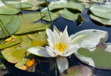 FOTOT/ Zambaku i ujit të Lurës, lulja e miteve dhe legjendave