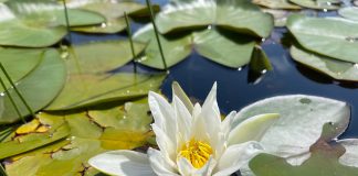 FOTOT/ Zambaku i ujit të Lurës, lulja e miteve dhe legjendave